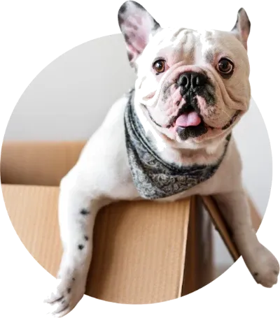 French bulldog peeking out of a moving box